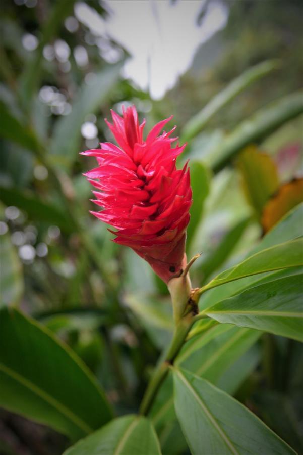 Mena Creek Flower House Εξωτερικό φωτογραφία