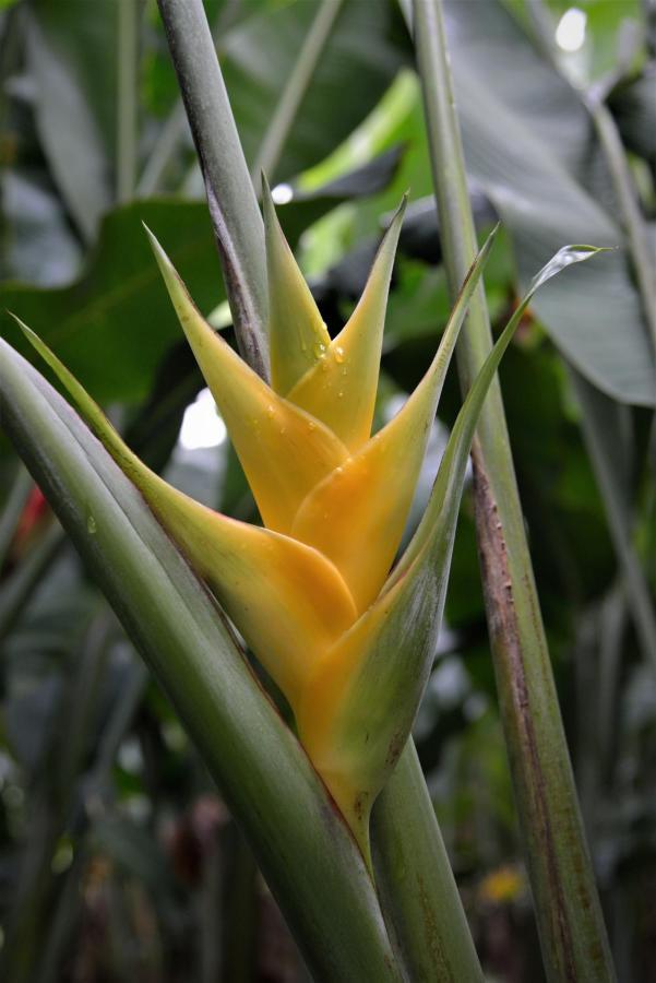 Mena Creek Flower House Εξωτερικό φωτογραφία