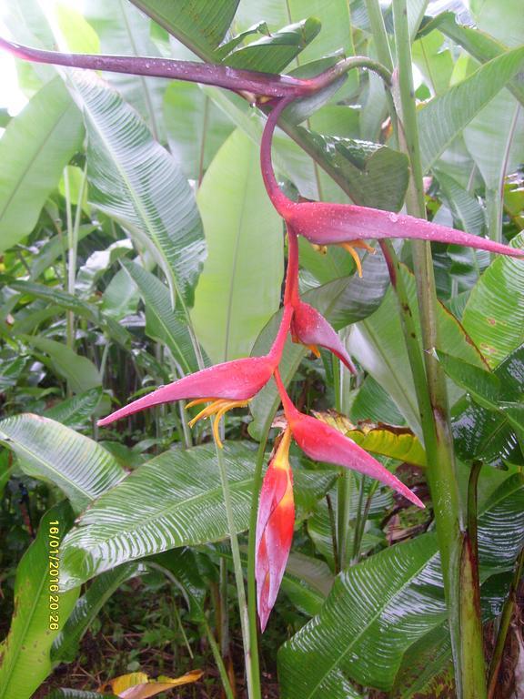 Mena Creek Flower House Εξωτερικό φωτογραφία