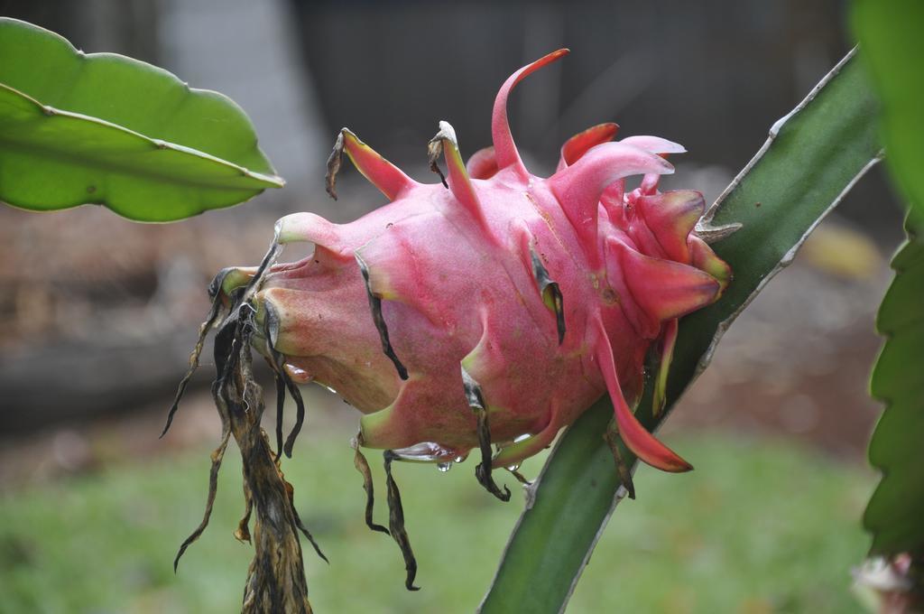 Mena Creek Flower House Εξωτερικό φωτογραφία